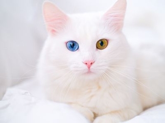 chat albinos